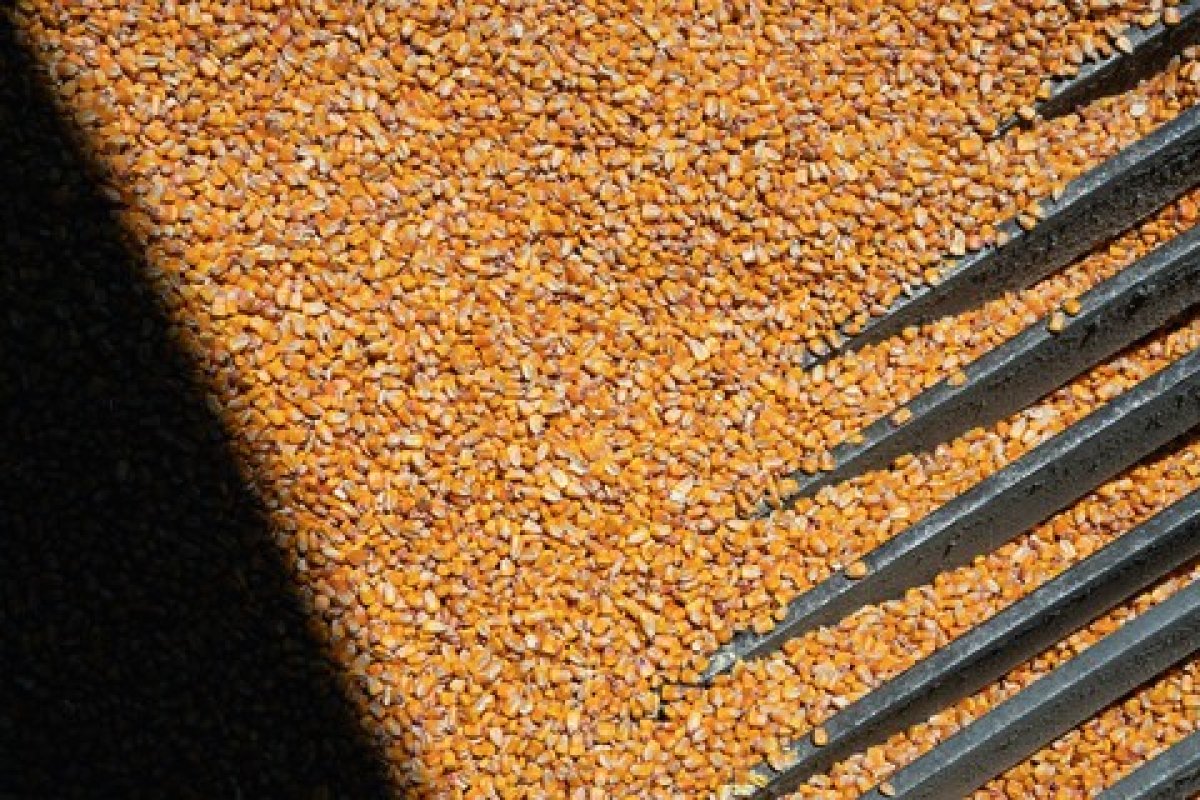 Estudo aponta que aquecimento global está prejudicando clima ideal para agricultura no Brasil