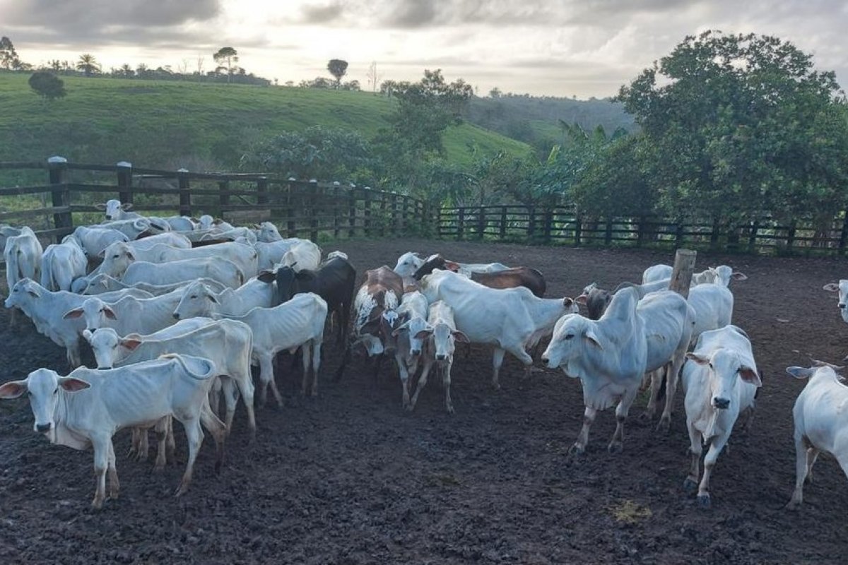 Operação cumpre mandado de prisão contra quadrilha de furto de gados na Bahia