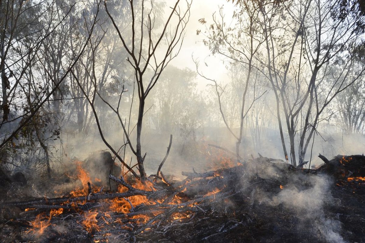 Incêndios florestais geraram prejuízos de R$1,1 bilhão nos últimos seis anos