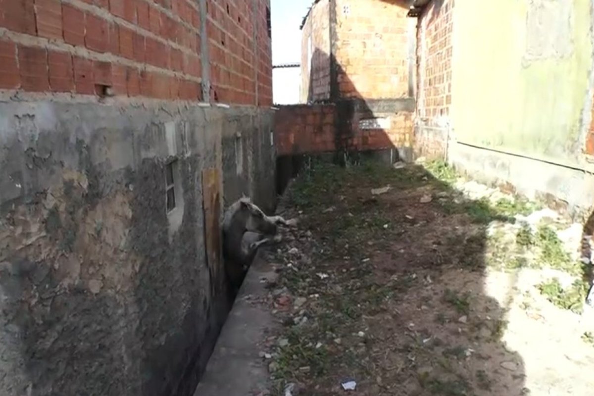 Cavalo é resgatado após ficar preso entre muros de imóveis no bairro do Lobato, em Salvador