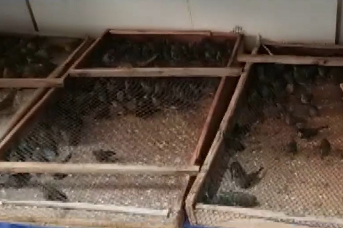 Mais de mil aves silvestres são encontradas em porta-malas de carro em Feira de Santana