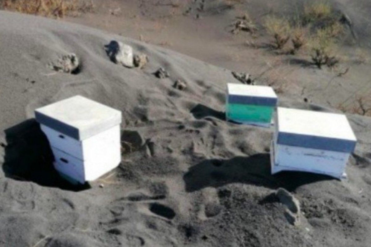 Após 50 dias soterradas por cinzas de vulcão, abelhas são encontradas vivas nas Ilhas Canárias