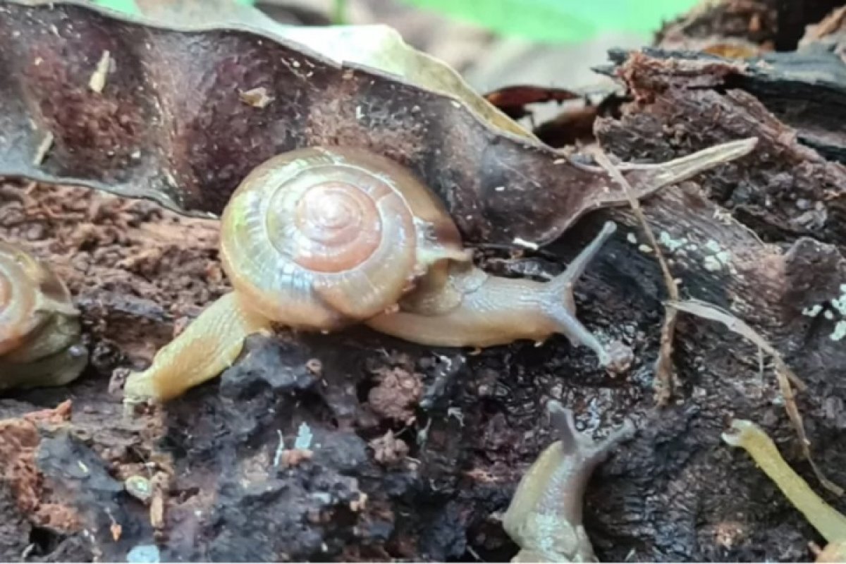 Caracol indiano, transmissor de meningite, é encontrado em 2 estados brasileiros; há relatos da presença do animal em mais 5 estados