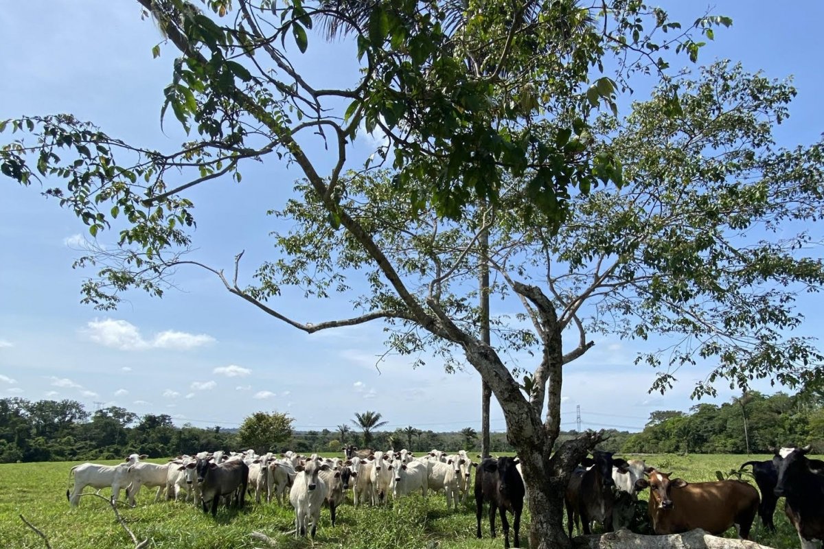Sai o desmatamento, entram os benefícios na fazenda