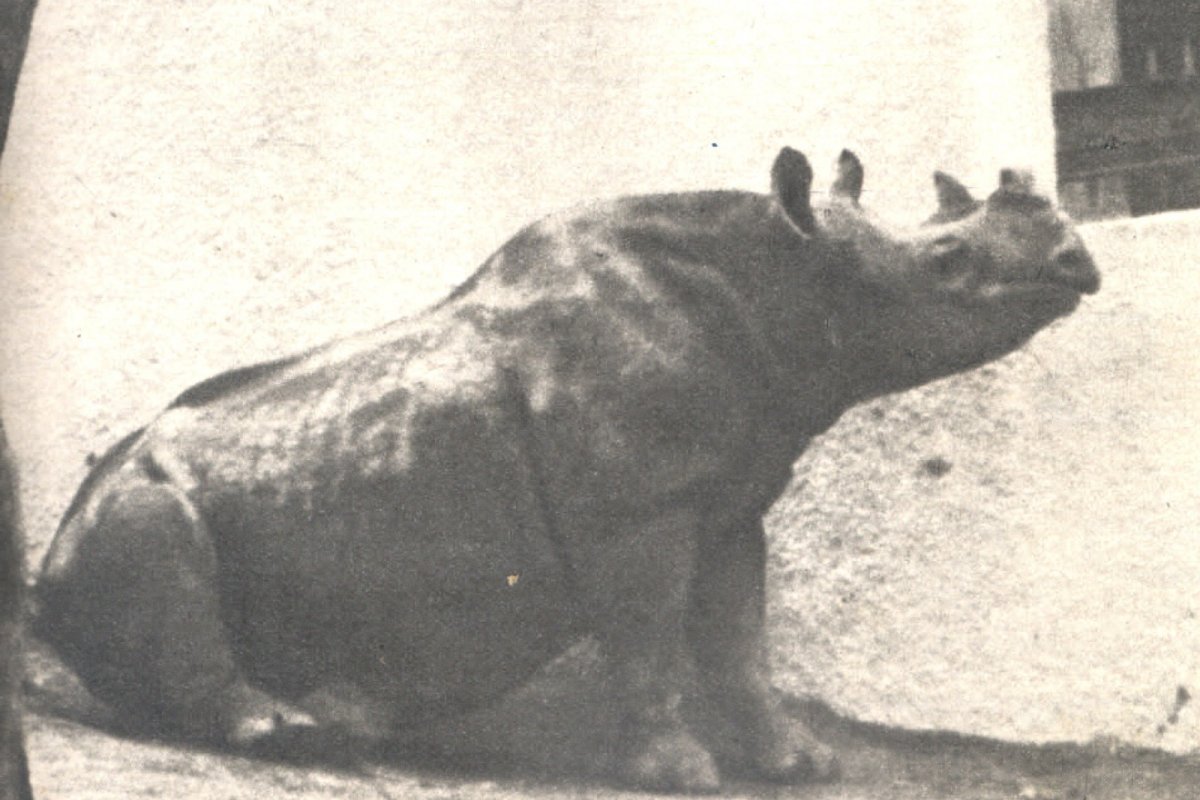 Em SP, 'eleição' da rinoceronte Cacareco para a Câmara completa 60 anos