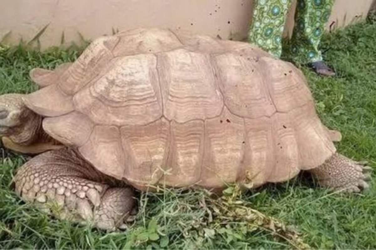 Tartaruga mais velha de África morre aos 344 anos