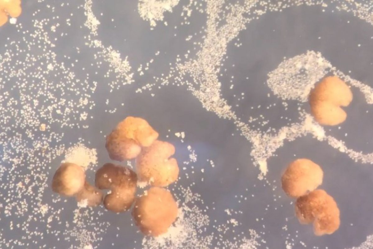 "Robôs vivos" são capazes de se reproduzirem de uma maneira ainda inexplicável, aponta estudo