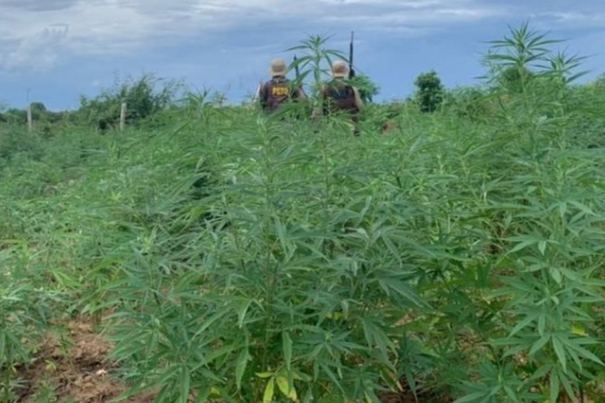 Polícia Civil incinera quase uma tonelada de drogas apreendidas no sudoeste da Bahia