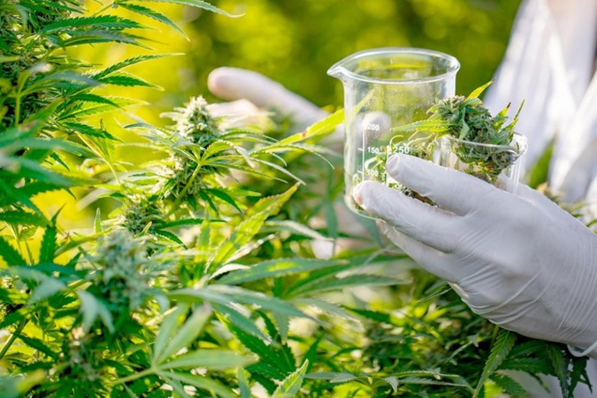 Estudo aponta que substância obtida da maconha melhora desempenho esportivo