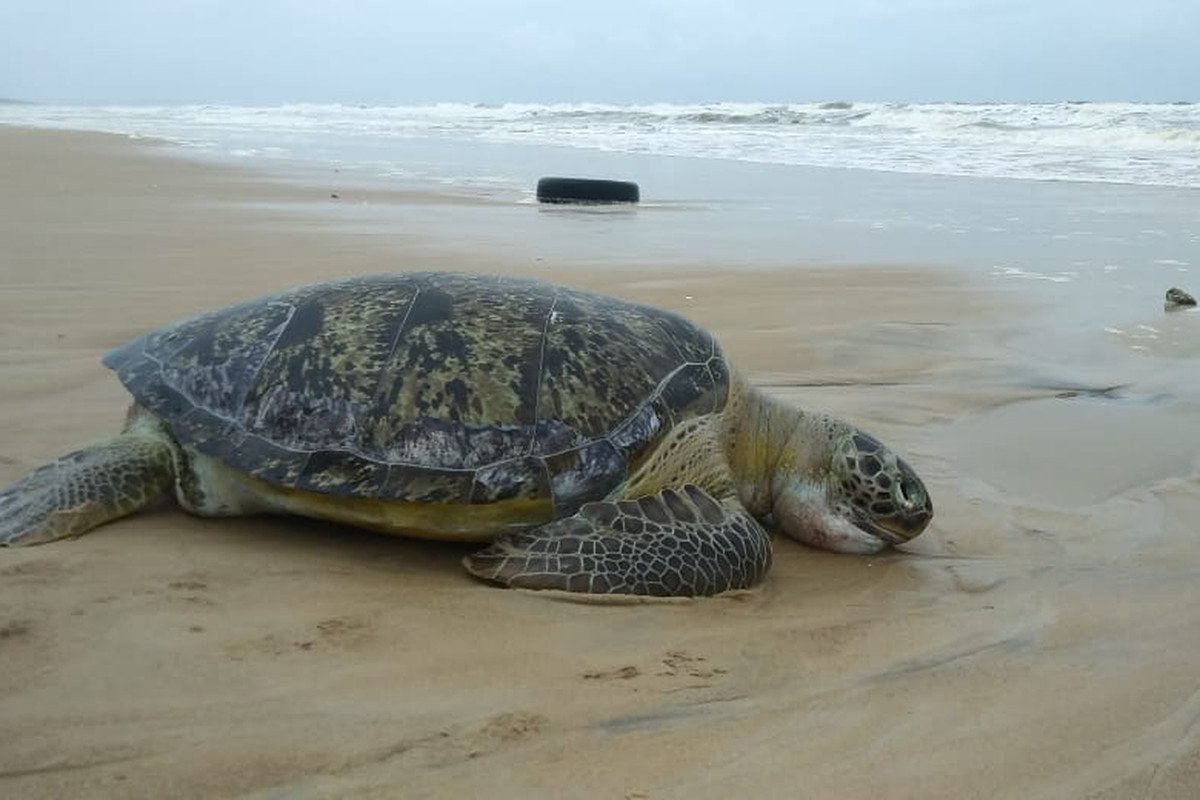 Mais uma tartaruga é encontrada morta na praia de Ilhéus nesta sexta (4)