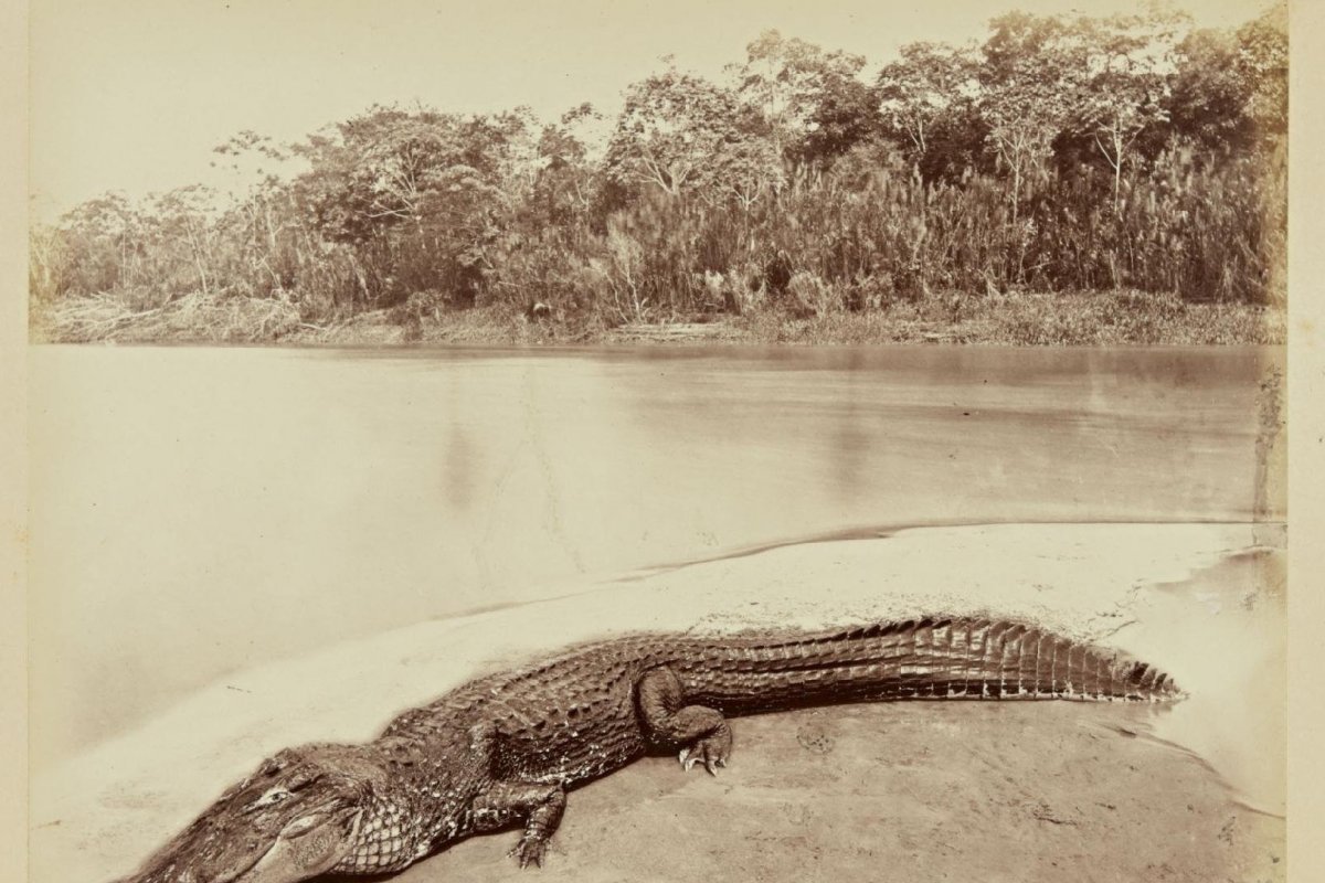 Fotos que mostram Amazônia do século 19 são vendidas por R$ 329 mil
