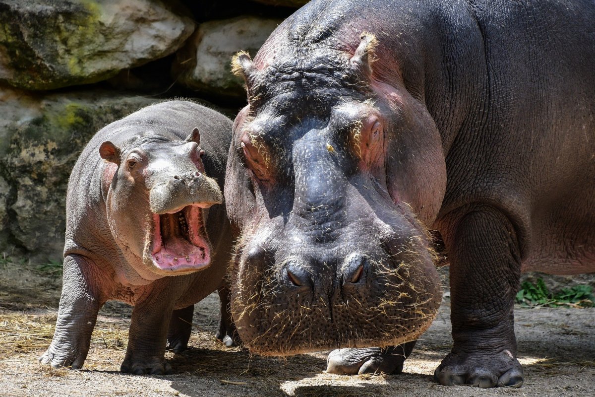 Detectados primeiros casos de infeção por Covid-19 em hipopótamos