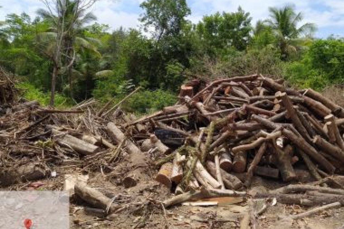 Operação impede avanço de desmatamento ilegal em Morro de São Paulo