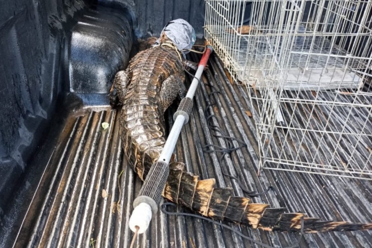 Jacaré de 2 metros é capturado no estacionamento de shopping em Salvador