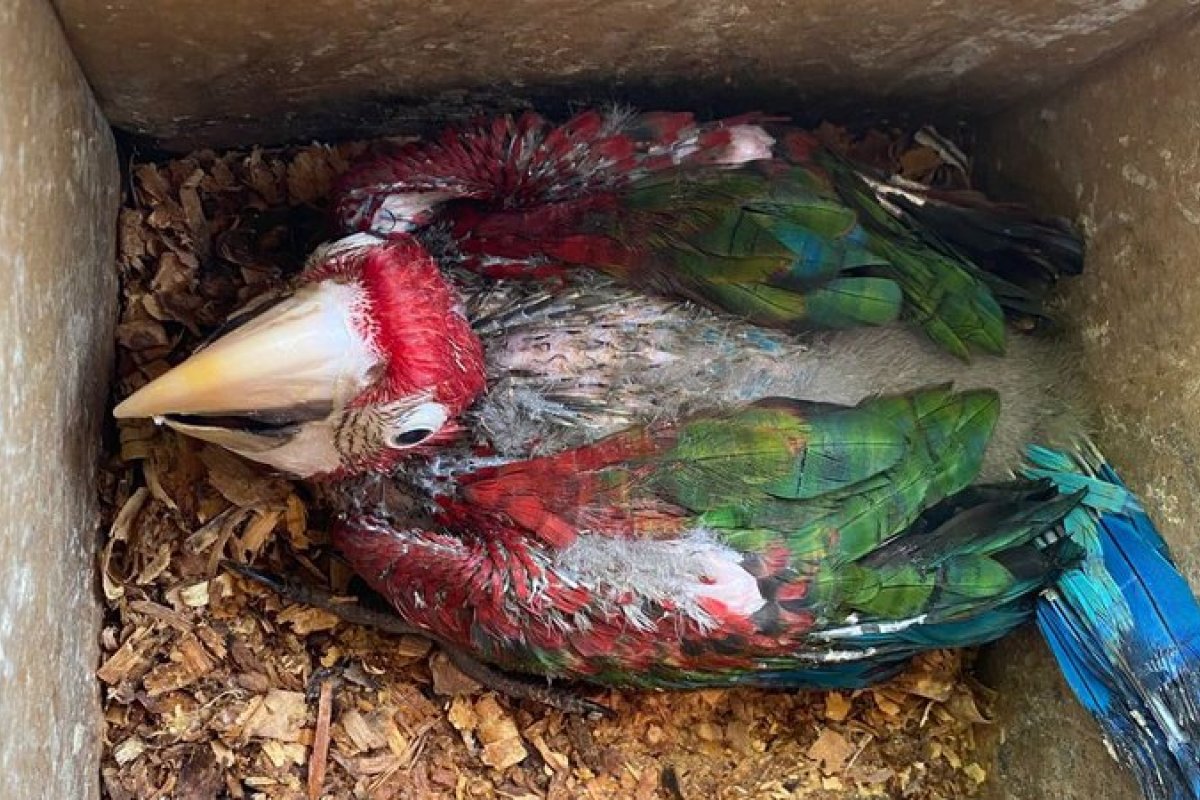 Homem é preso durante operação em Salvador ao comercializar arara ameaçada de extinção