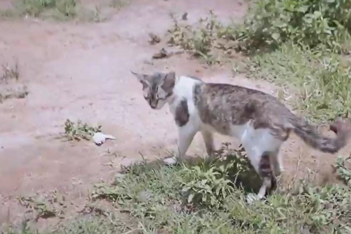 Prefeitura não disponibiliza medicamentos e animais são sacrificados em Lauro de Freitas