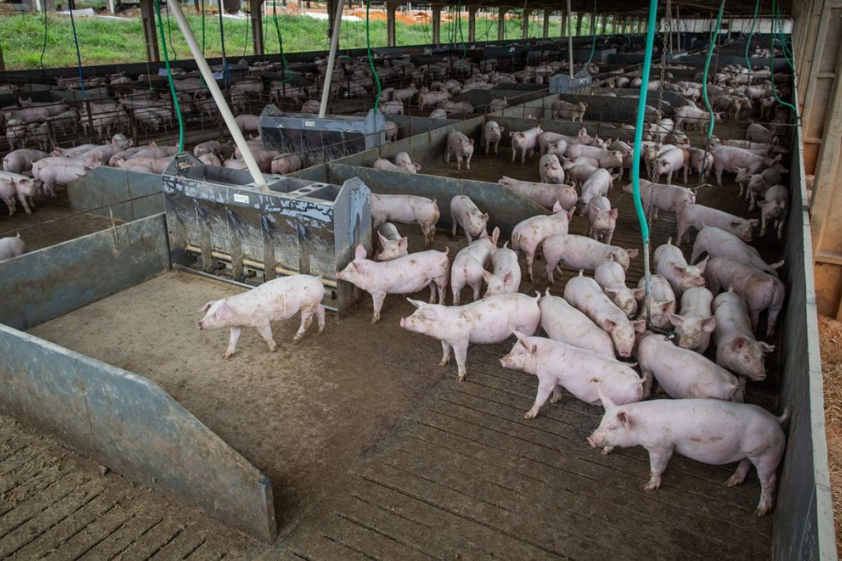 Abate de suínos na Bahia tem recorde histórico no 3º trimestre de 2021