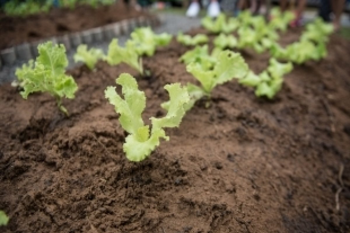 Horta de projeto social em Salvador é queimada após tentativa de roubo