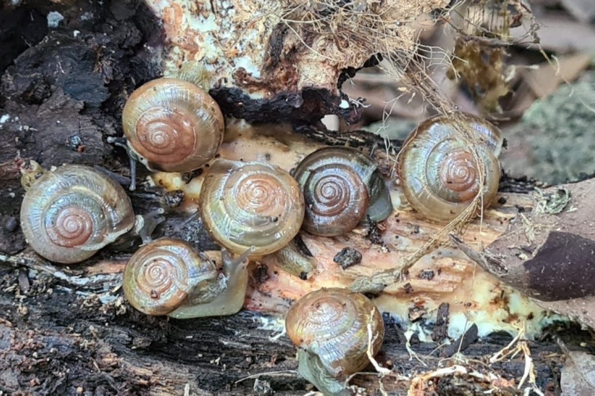 Caracol indiano que poderia causar meningite se espalha por 11 estados brasileiros