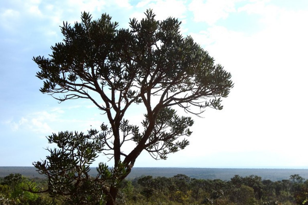 Número de queimadas em novembro é o menor desde 2018, segundo INPE