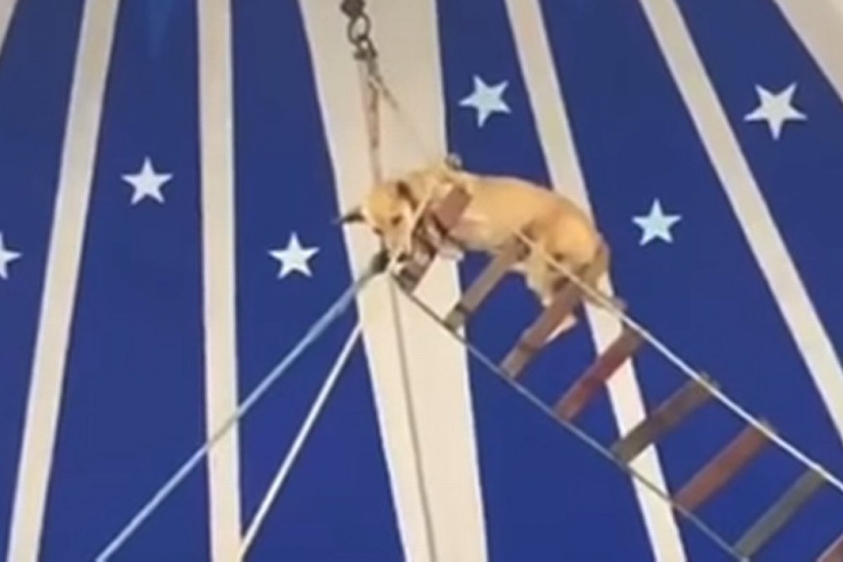 Vídeo: vigilância sanitária notifica circo no Ceará por usar cachorro em apresentação
