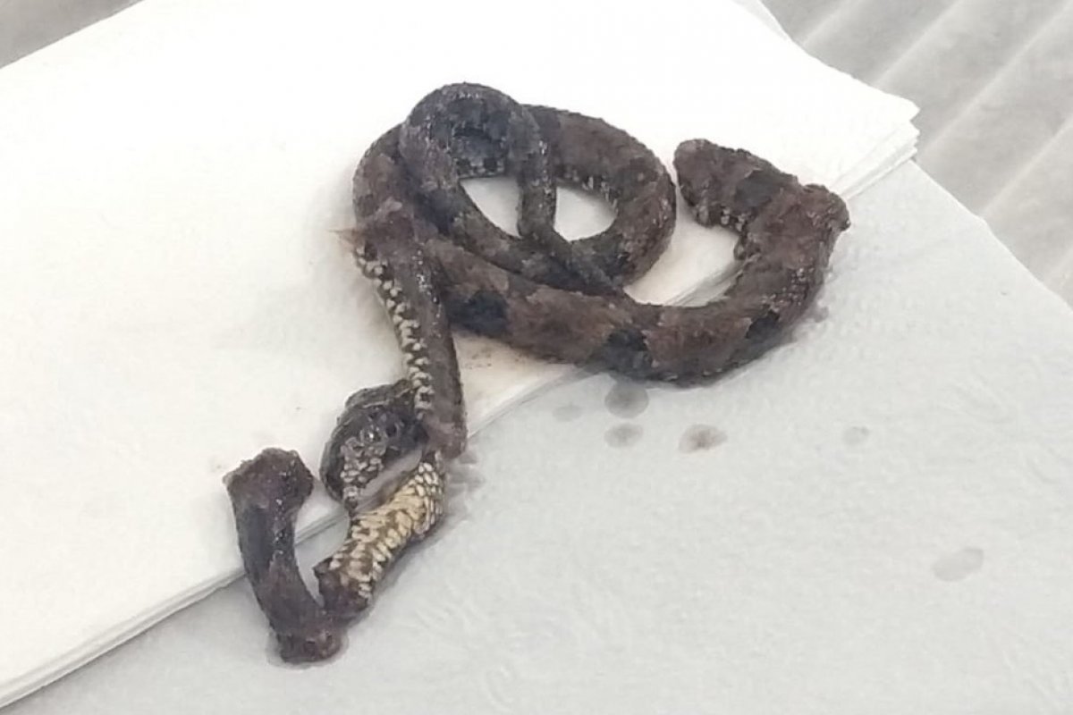 Homem morre após ser picado por cobra em Amélia Rodrigues