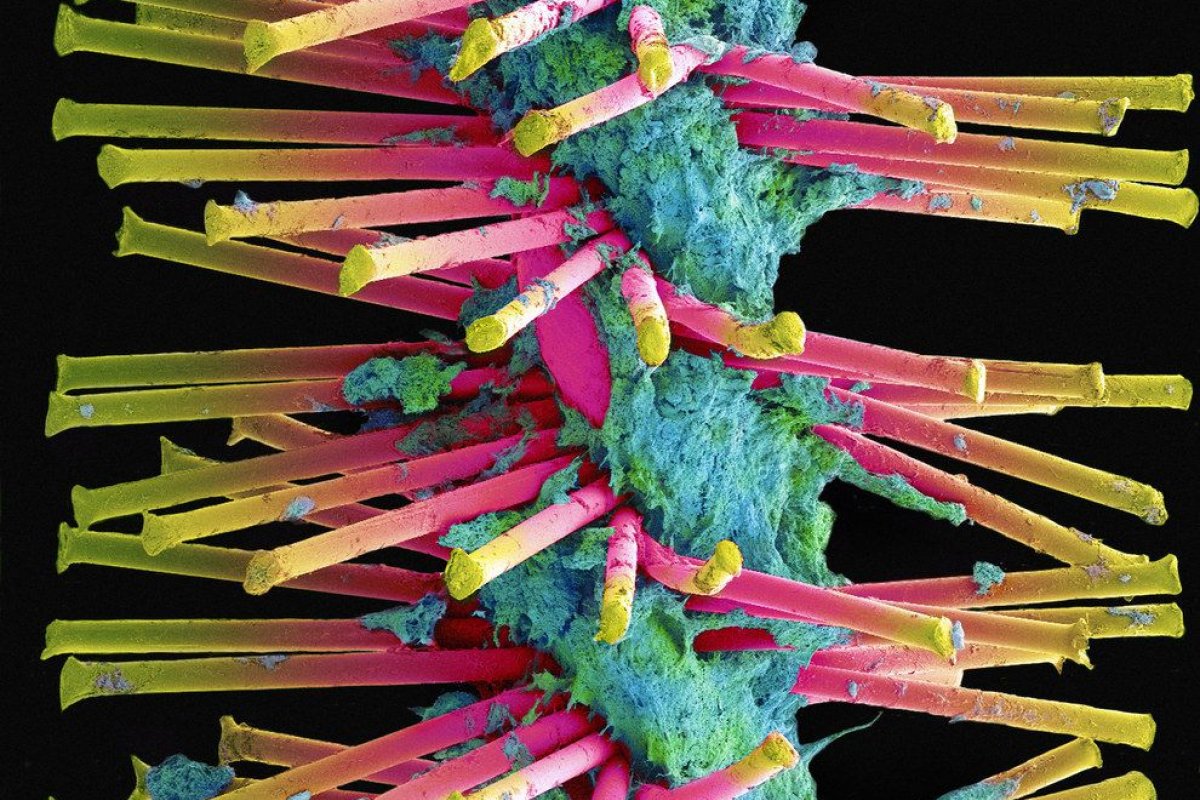 Super microscópios mostram a vida invisível a olho nu