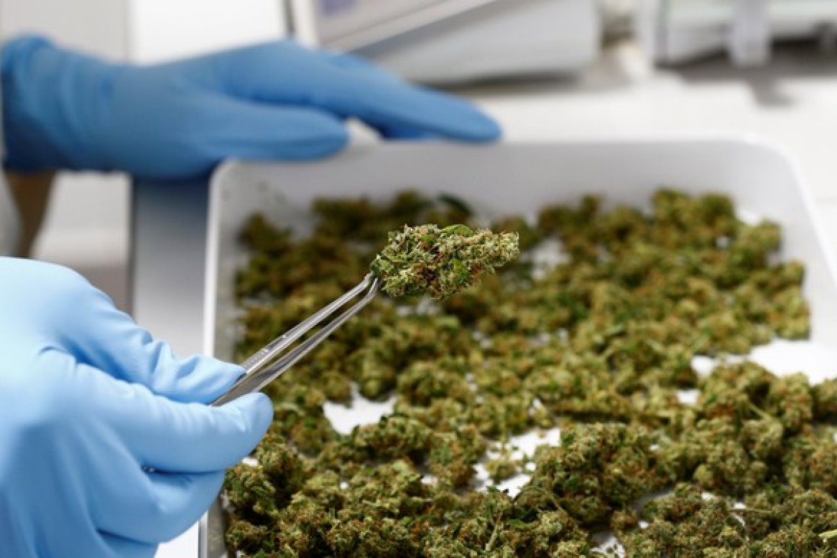 Malta permite cultivo e posse de cannabis para uso recreativo