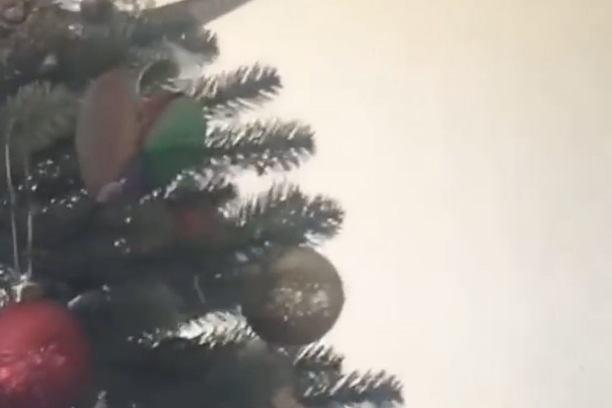 Família encontra cobra extremamente venenosa vivendo em árvore de Natal