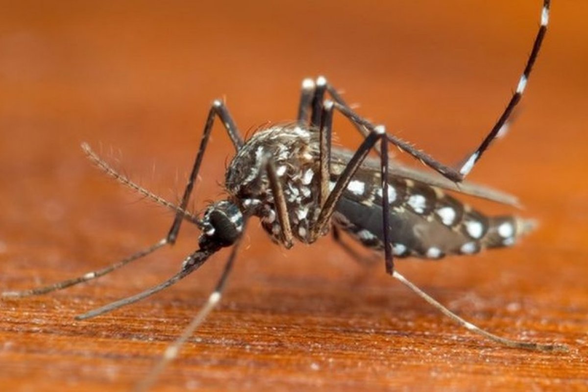 Casos de chikungunya crescem e acendem alerta de nova epidemia no Brasil
