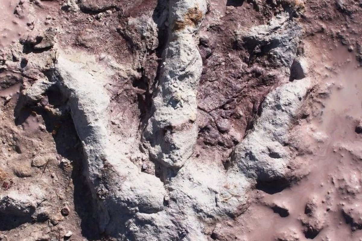 Pegadas de dinossauros são encontradas na Polônia
