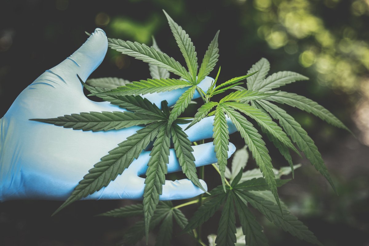 Anvisa aprova nova medicação à base de cannabis
