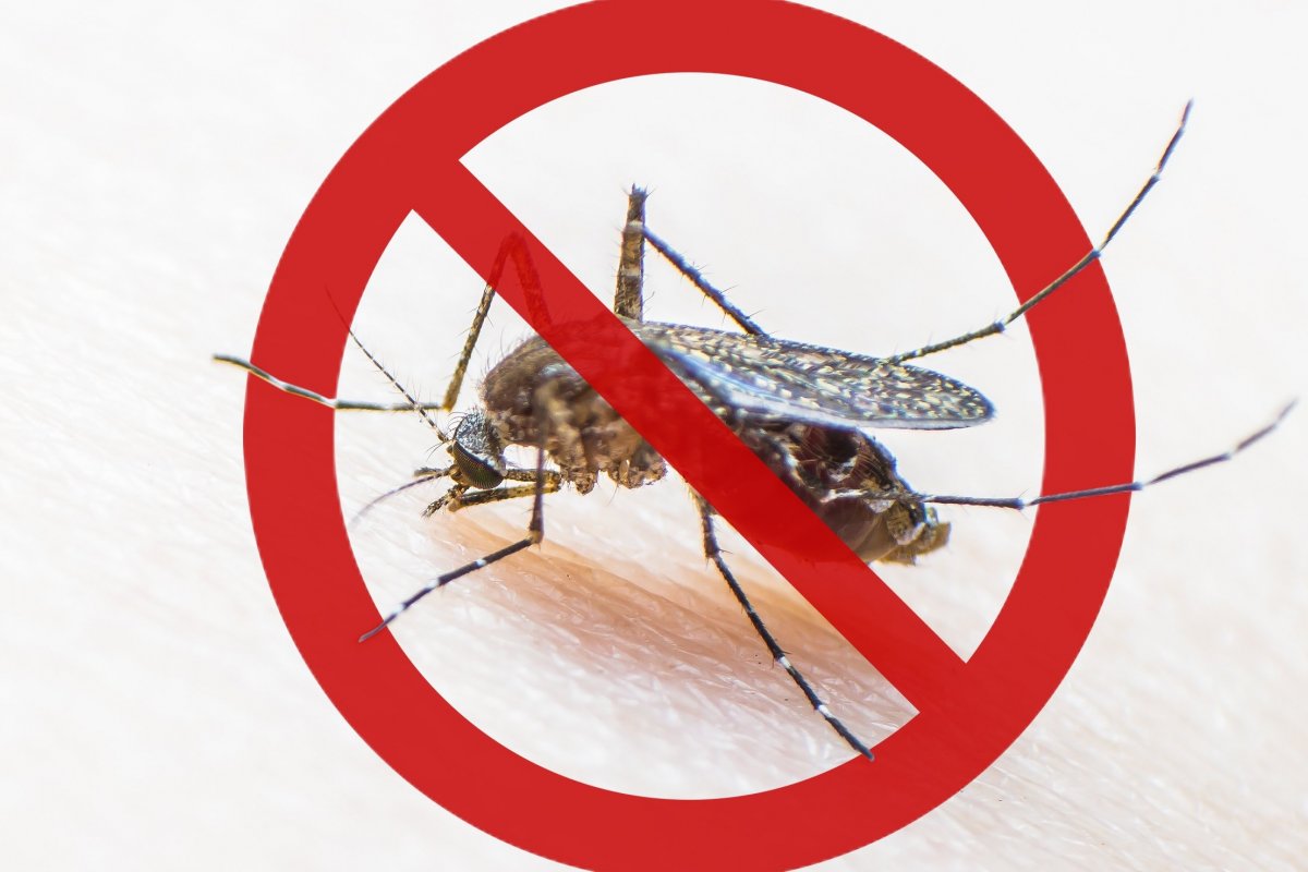 Cuidados no verão: veja como evitar a proliferação da Dengue enviando recipientes de tintas usados para reciclagem