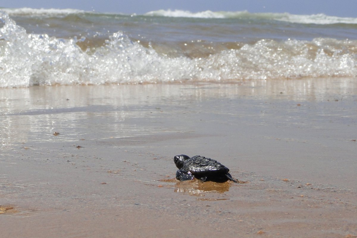 Bióloga do Projeto Tamar e Condomínio Busca Vida reforçam os cuidados necessários que humanos devem adotar nesse período