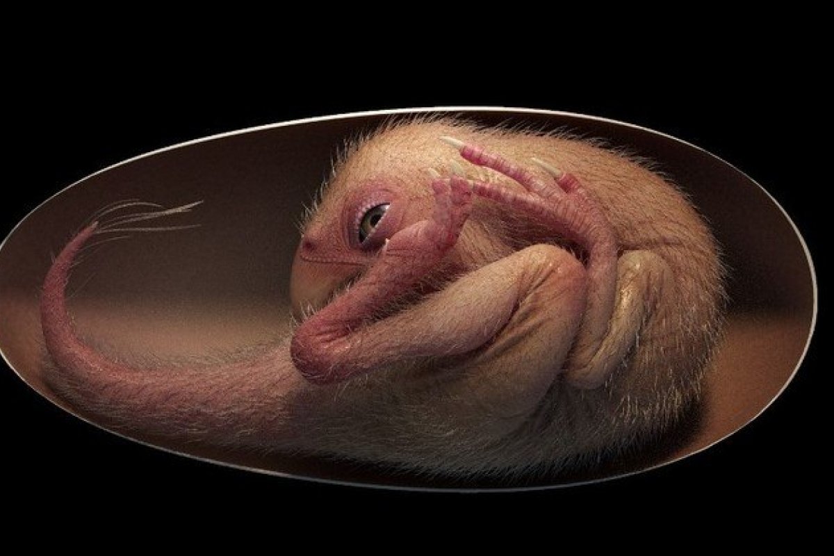 Cientistas encontram embrião preservado de dinossauro na China