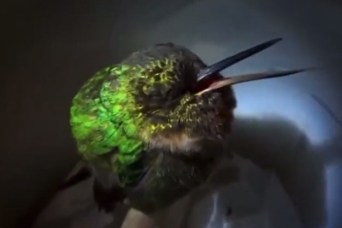 Vídeo: Beija-flor pega no sono e ronca