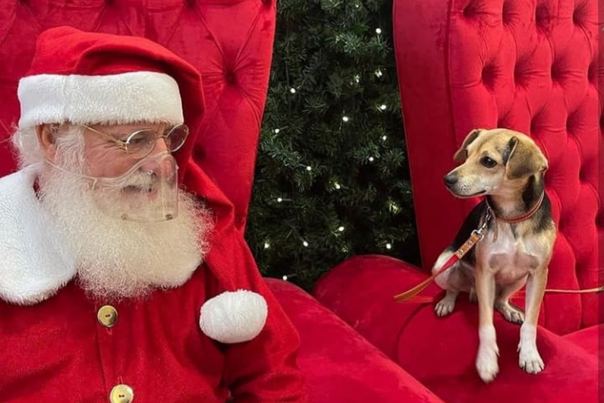Cão sai para dar uma volta e aparece em shopping tirando foto com Papai Noel, em Belo Horizonte