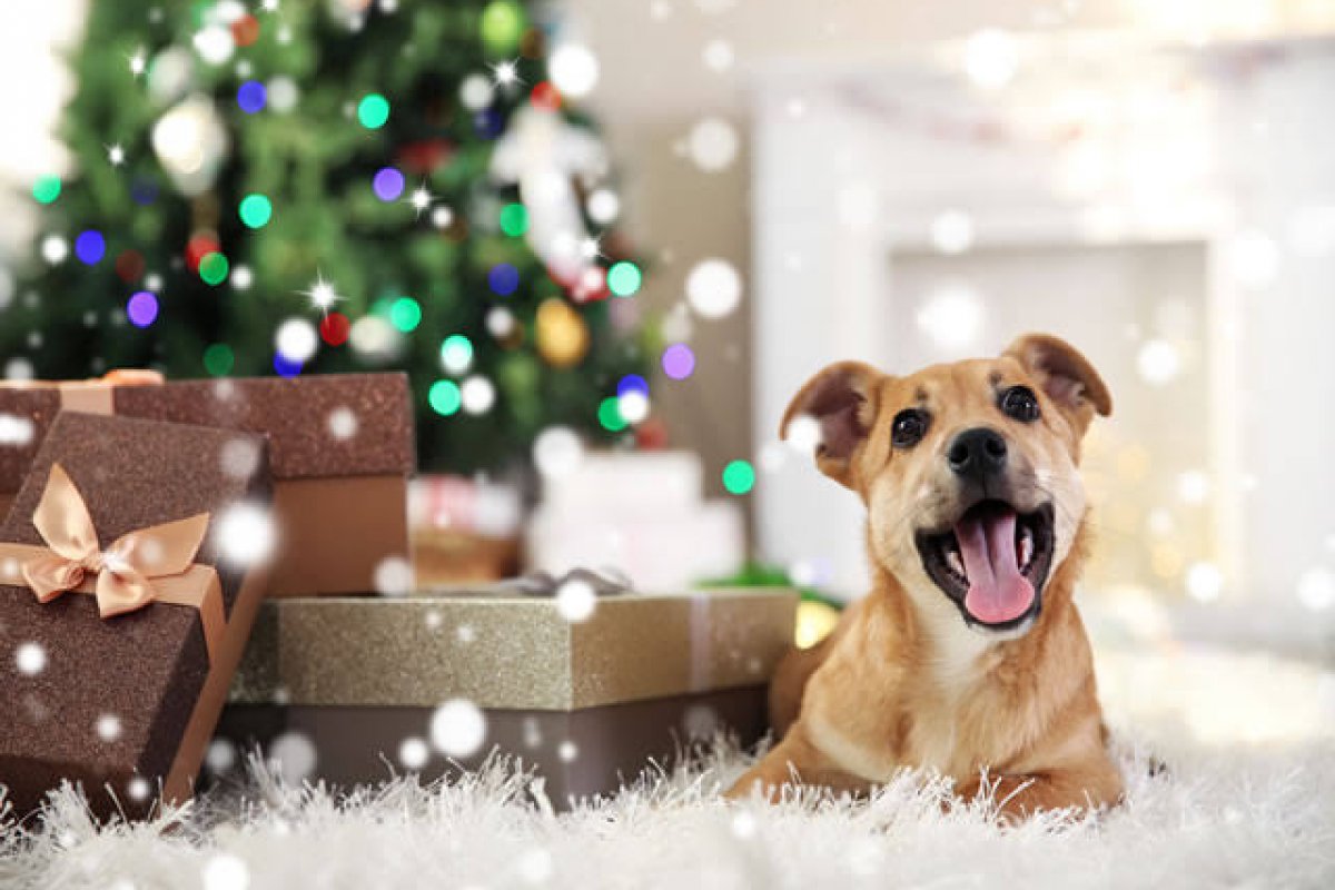 5 sugestões de presentes de Natal para os pets