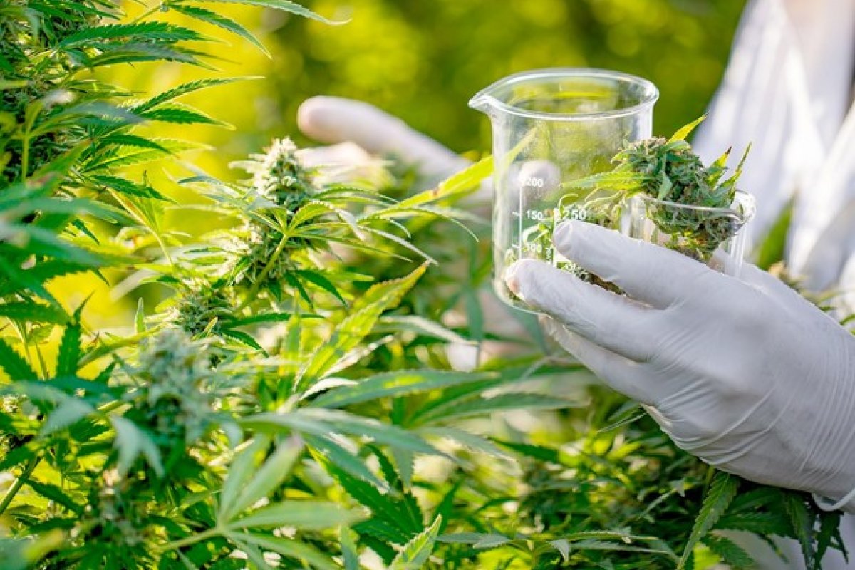 Indústrias de medicamentos à base de cannabis devem faturar mais em 2022