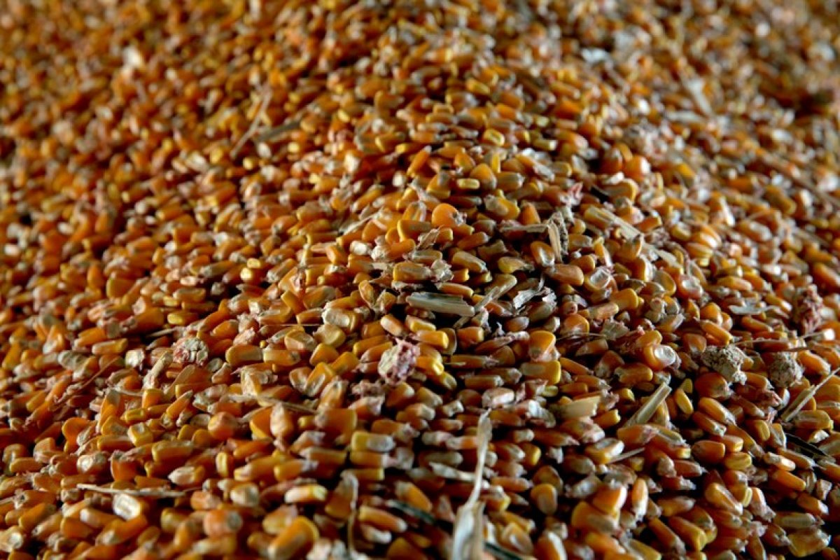 Produtividade da agropecuária cresce em cerca de 3% ao ano no Brasil