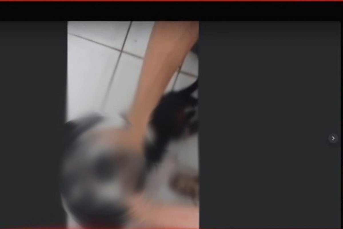 Adolescente suspeito de torturar e matar cachorro transmite ação pela internet